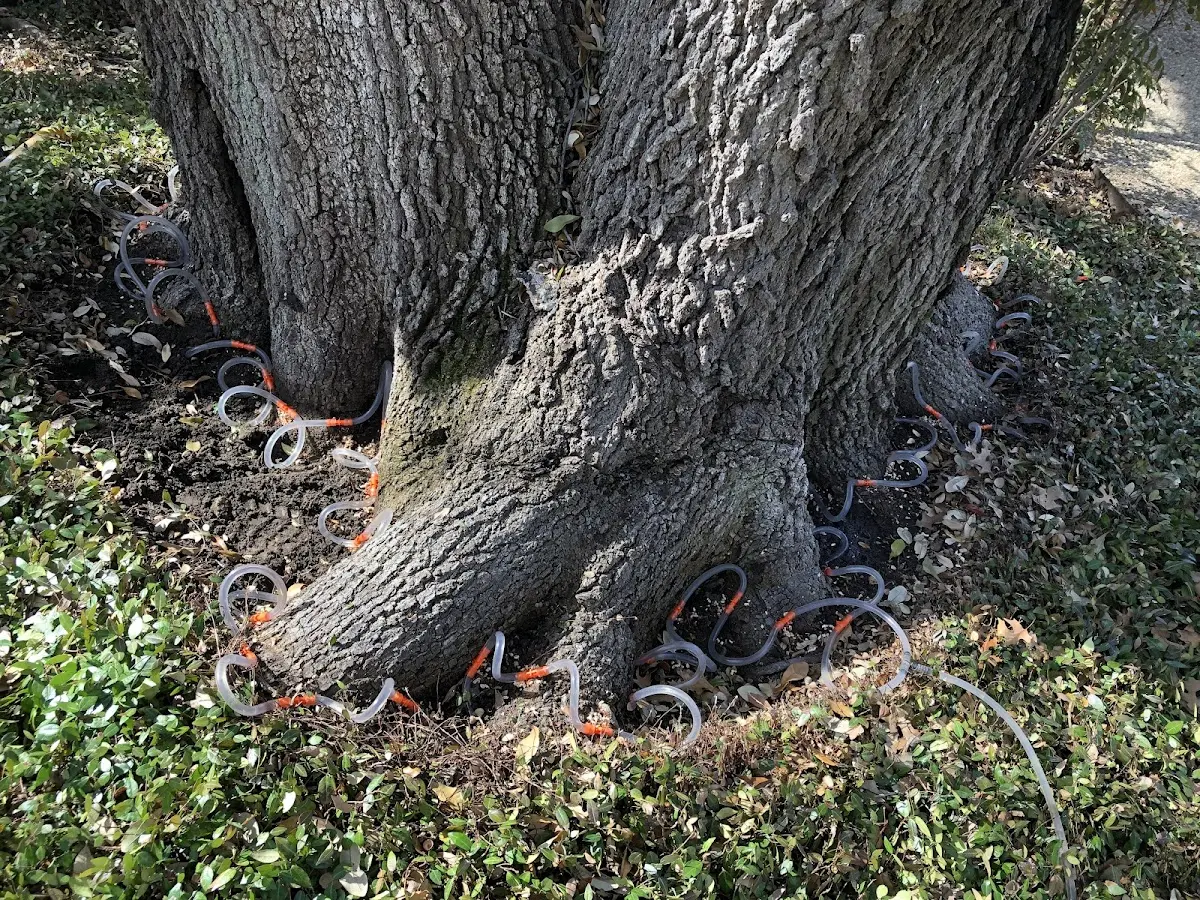 Detailed Tree Cabling and Bracing job site in Franklin Lakes