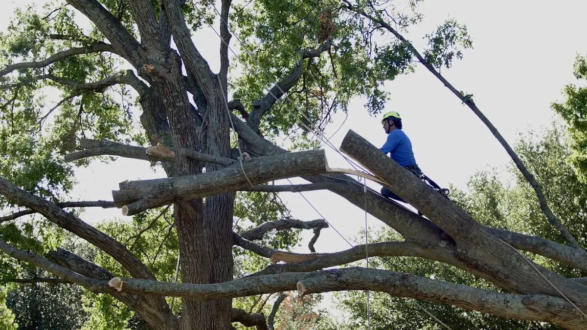Professional Crown Thinning performed by certified arborists in Franklin Lakes