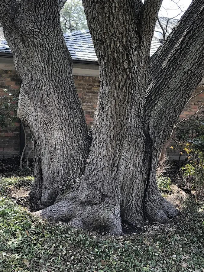 Mature heritage tree close to a Franklin Lakes property cared for by certified arborists
